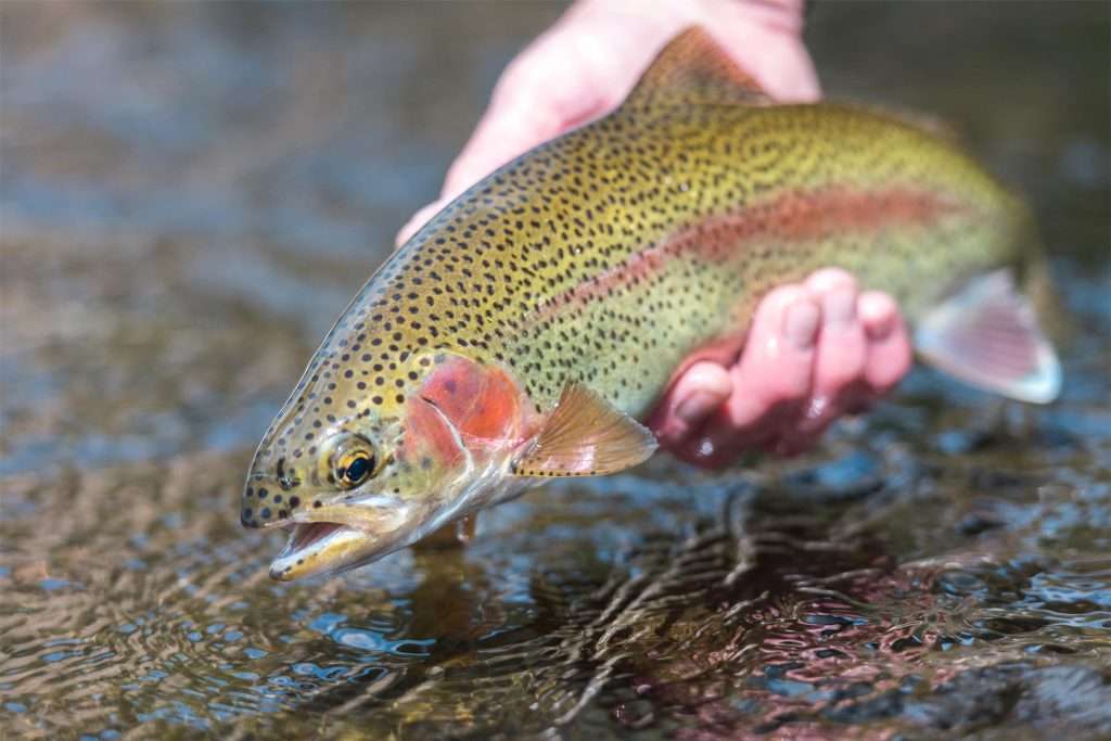 bighorn river fly fishing guide montana